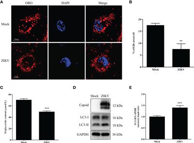 Zika virus infection triggers lipophagy by stimulating the AMPK-ULK1 signaling in human hepatoma cells